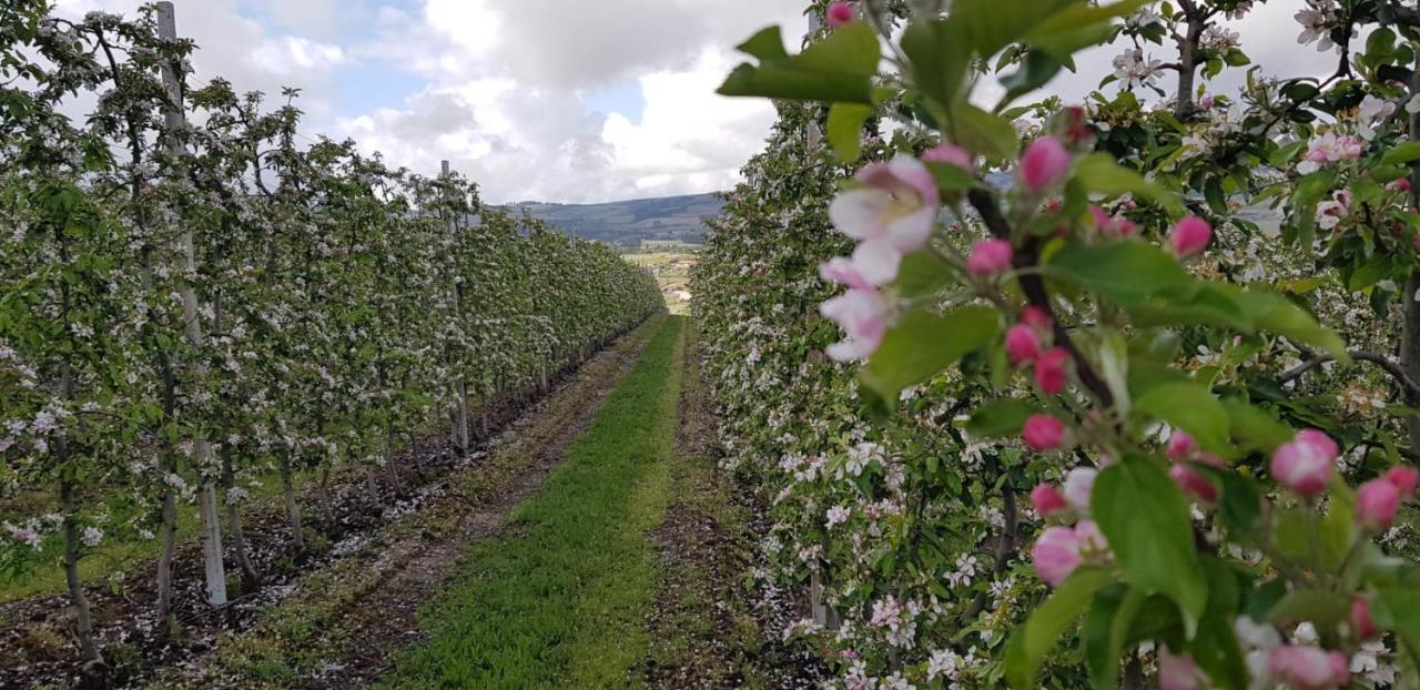 Quinta Bemboa Turismo Espaco Rural Aricera Eksteriør bilde